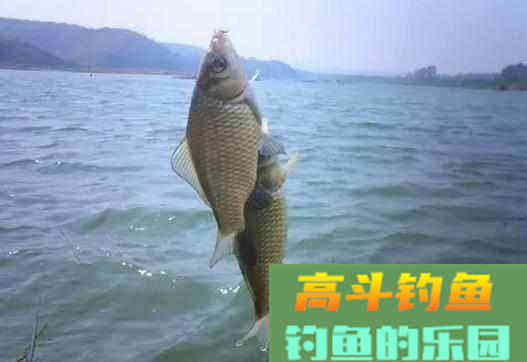 巧用泡沫好钓鱼，当忘记带钓饵时，可以试试这样