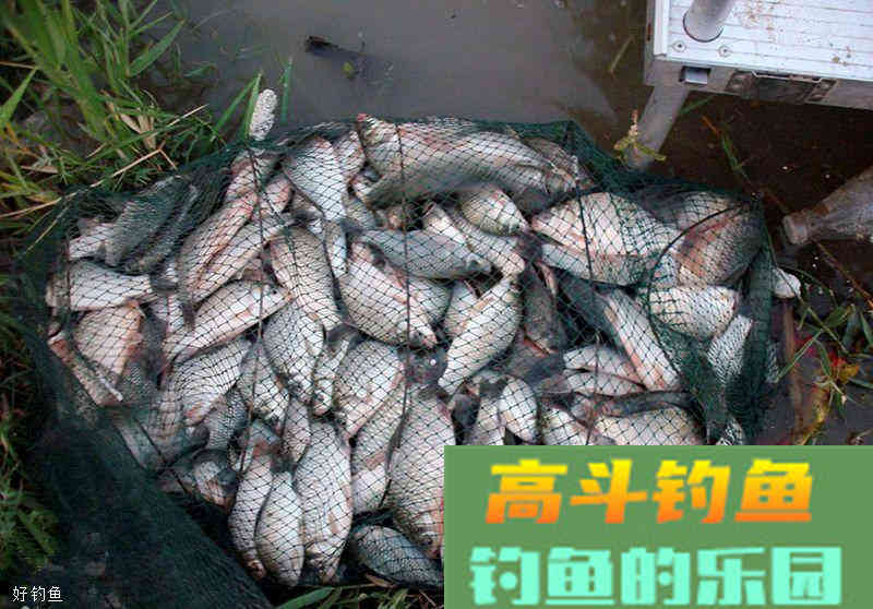 黑坑钓鱼想要爆护，散炮饵的运用是关键