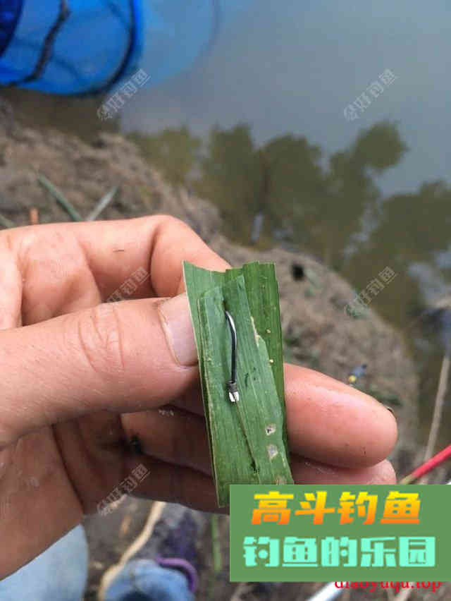 专攻草鱼，原生态饵料制作方法