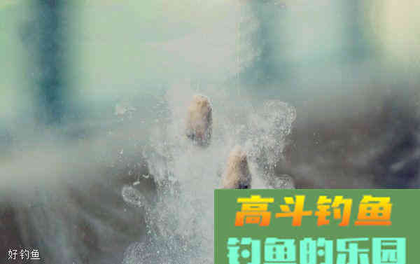 作为饵料雾化好帮手的轻麸和雪花粉有何区别