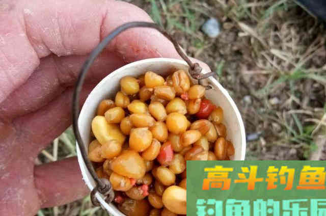 麦粒用了多年，只要加一点它，鲫鲤草轮番上钩