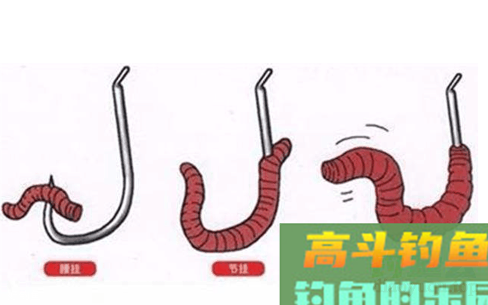 蚯蚓饵这么使用才能钓大鱼