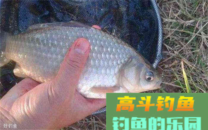 搓饵技巧，没有你想象中那么简单