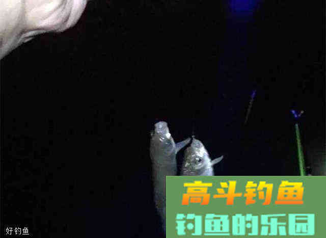 初冬夜钓用什么饵料？商品饵结合虫饵实战分析