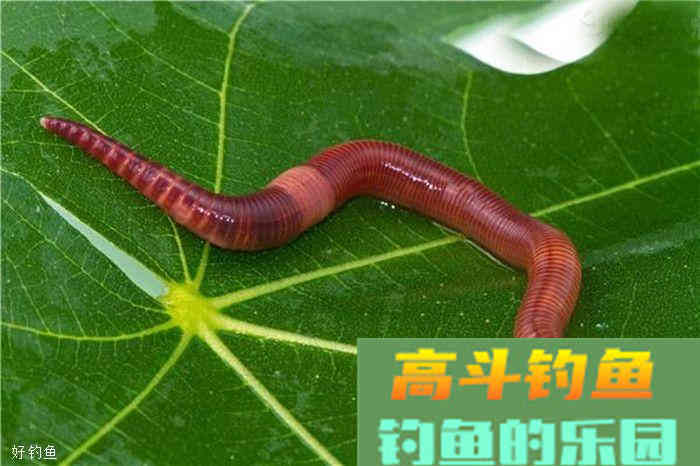 关于蚯蚓作钓，这三点你有注意过吗？