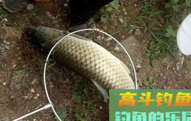 野钓用这款窝料打窝，窝内的鲤鱼草鱼不断