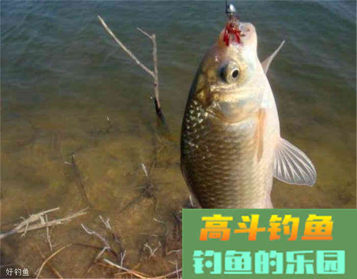 秋钓鲫鱼的用饵技巧和钓具选择方法