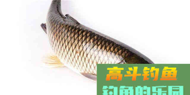 入秋饵料味型调整方法