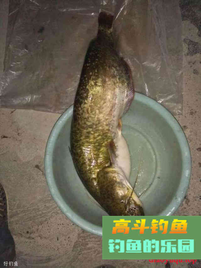 小鱼，最令你意想不到的上鱼饵料
