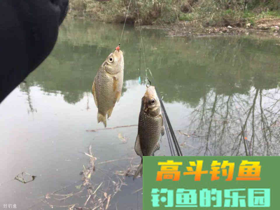 温度升高鱼儿食欲不佳？换种饵料配方给它们“开开胃”