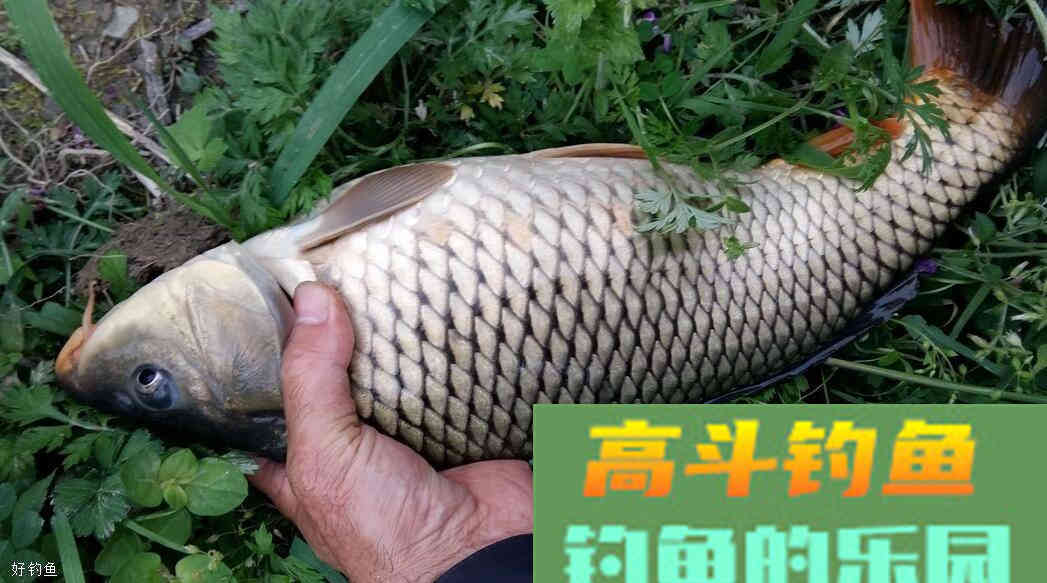 黑坑钓鱼，一些配饵基础常识需要清楚