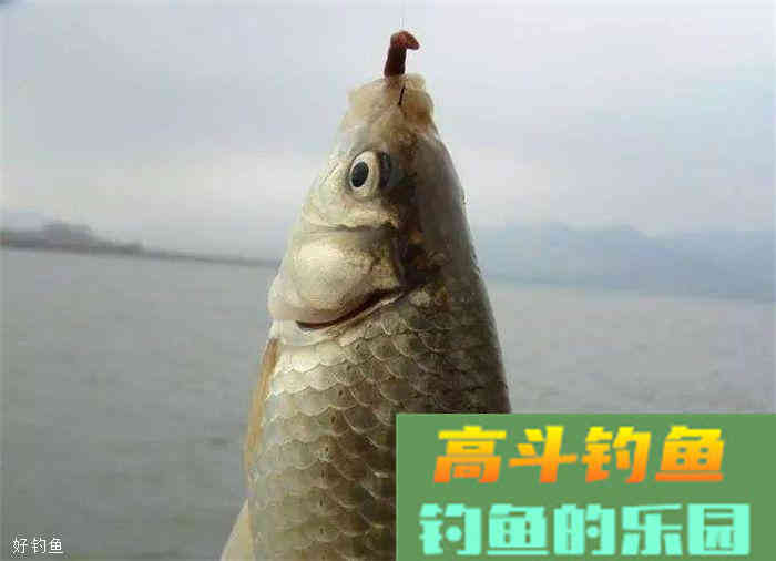 秋季蚯蚓饵实用小技巧4条，让你不再参军