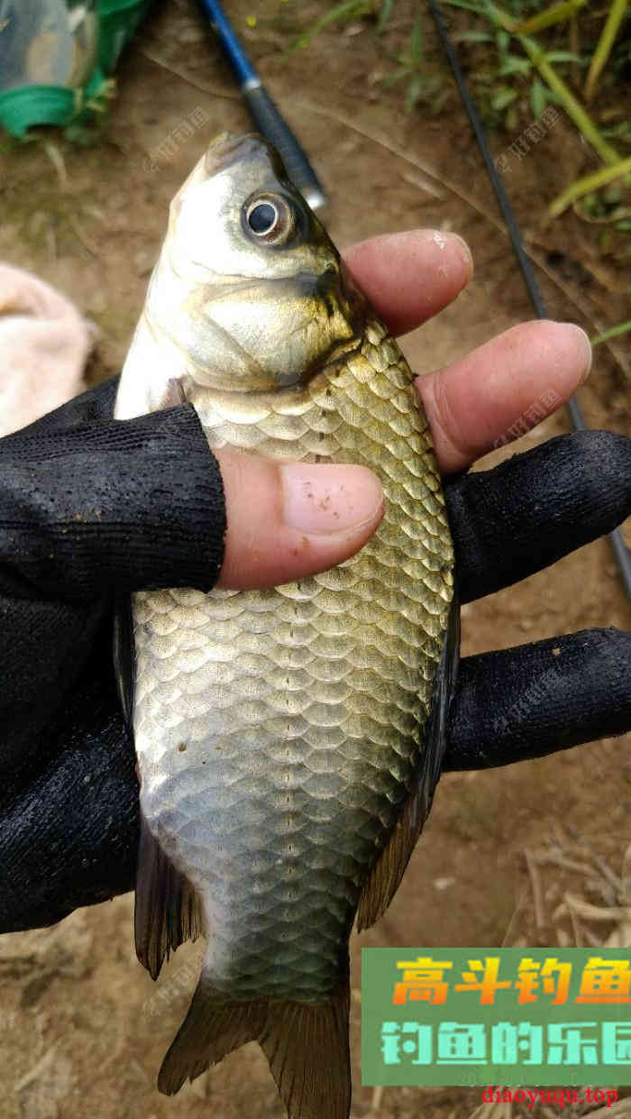 浅谈米饭饵的制作以及使用技巧