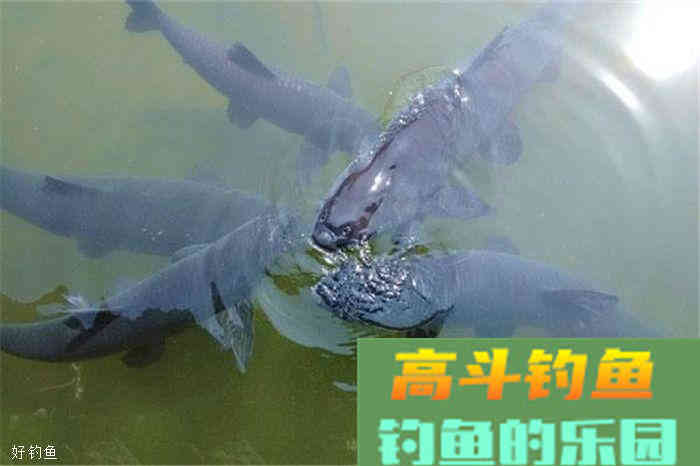 饵料雾化的量应该怎么把握