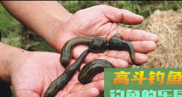 传统钓用什么饵好
