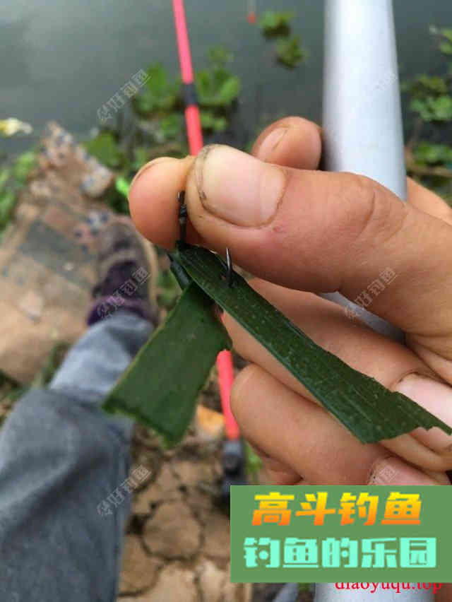 专攻草鱼，原生态饵料制作方法