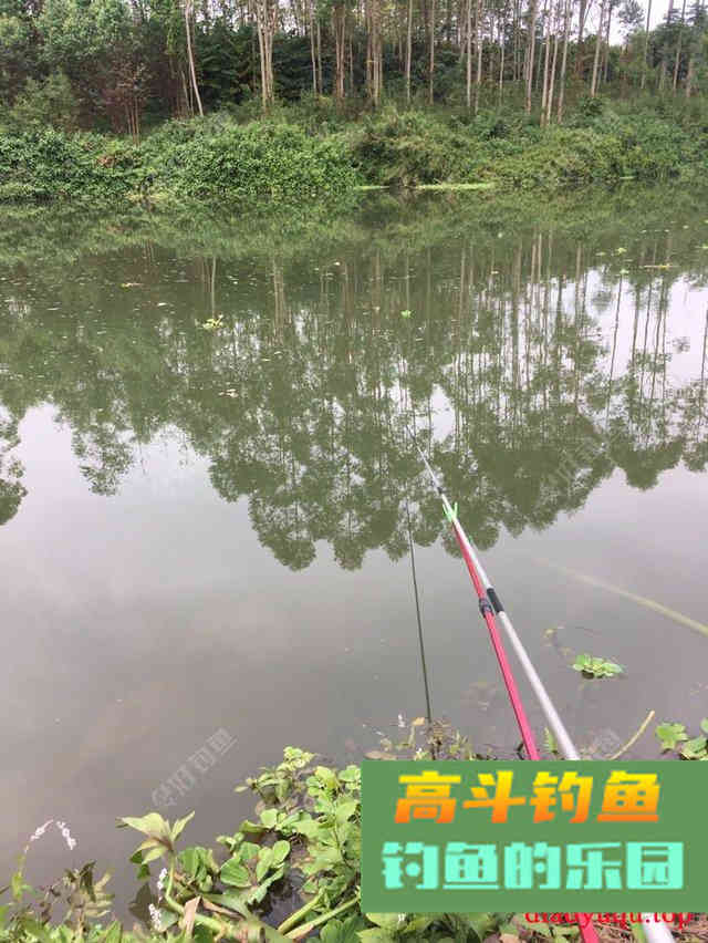专攻草鱼，原生态饵料制作方法