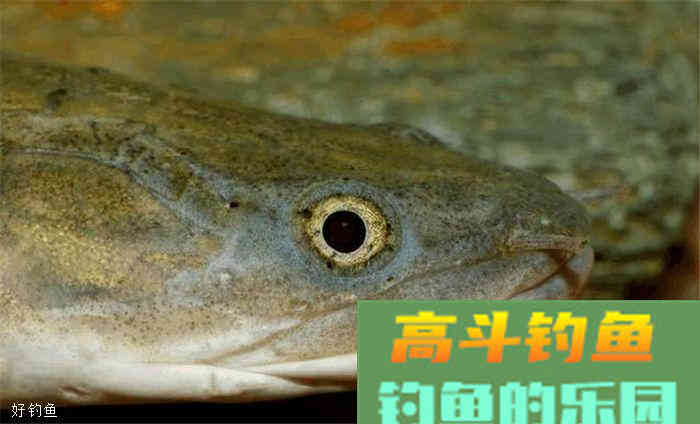 常见鱼类饵料大全，赶紧收藏备用