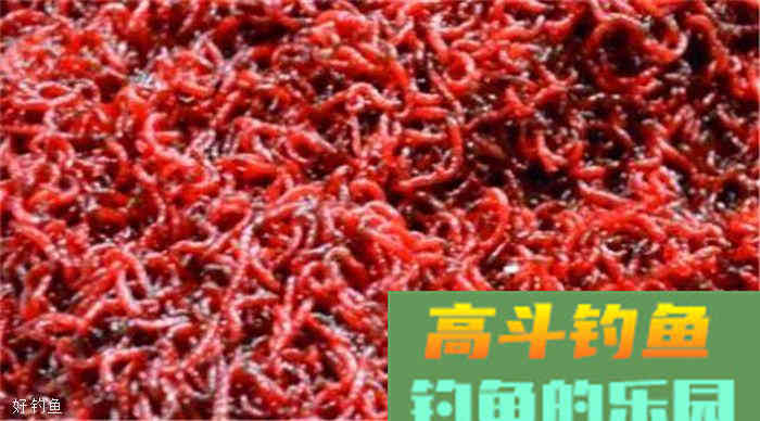 秋钓鲫鱼的用饵技巧和钓具选择方法