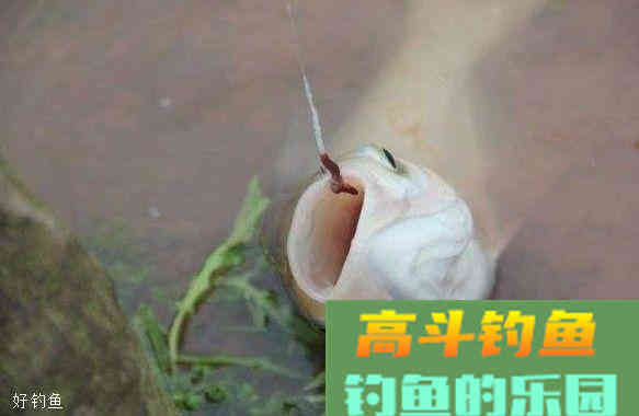 蚯蚓饵怎么钓鱼？钓鱼时两种错误你都知道吗？