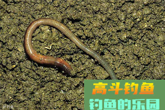 4大技巧教你如何在秋季选饵料
