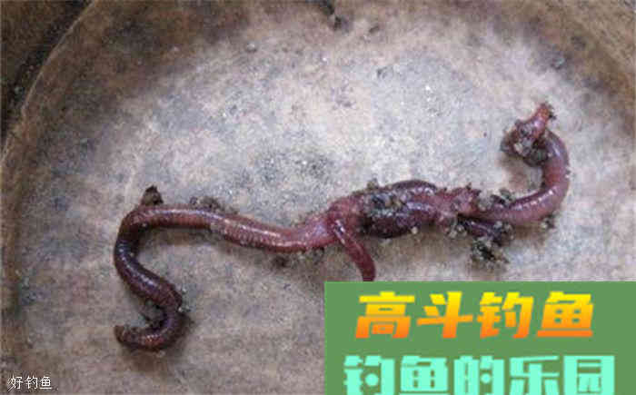 秋冬季蚯蚓钓鱼的用饵技巧三则