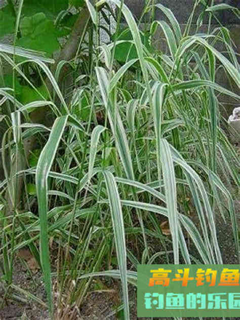 避小鱼，原生态--夏季用饵思路多