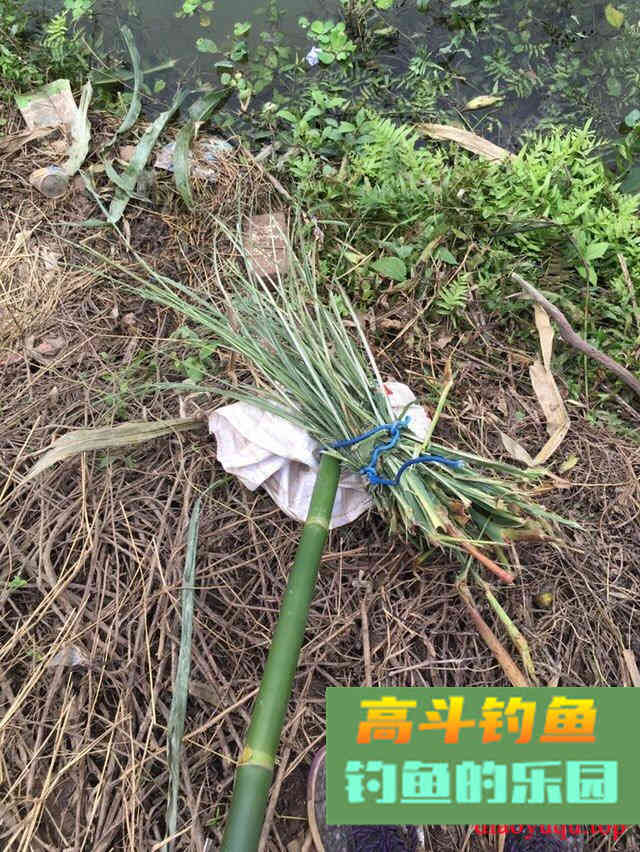 专攻草鱼，原生态饵料制作方法