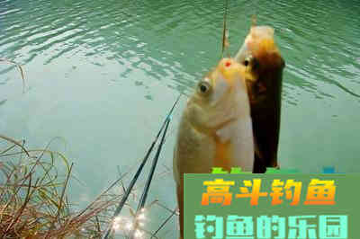 钓大鱼就用颗粒饵，颗粒饵的三种升级版用法