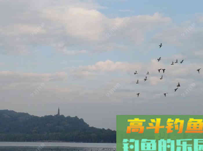 如何有针对性地打窝布窝？这关系到作钓的成与败！