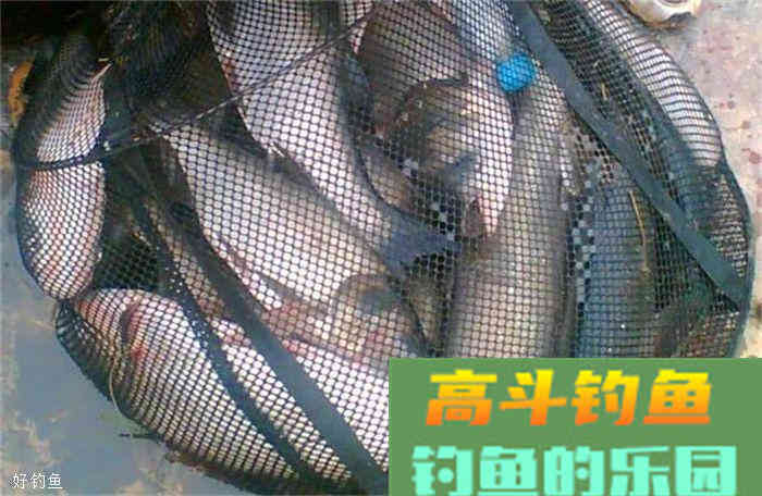 搓饵技巧，没有你想象中那么简单