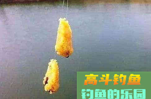 鲤鱼最爱薯香，为什么野钓用红薯的人越来越少呢