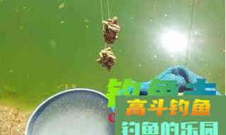 怎么打窝才能快速诱鱼？