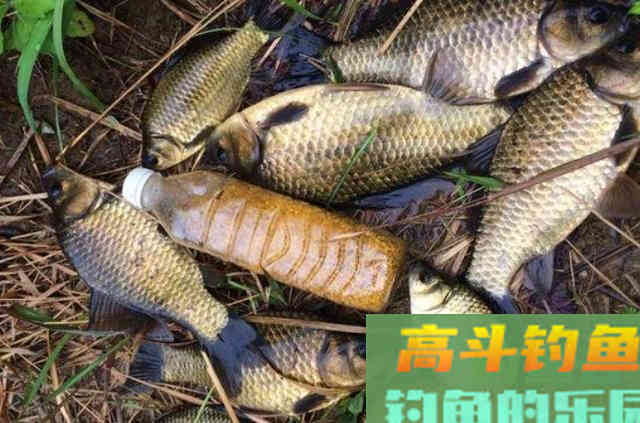米饭饵用法的技巧，一试便灵