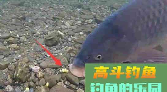 青苞玉米库钓大鱼，不仅效果好还能防杂鱼