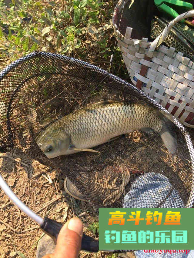 专攻草鱼，原生态饵料制作方法