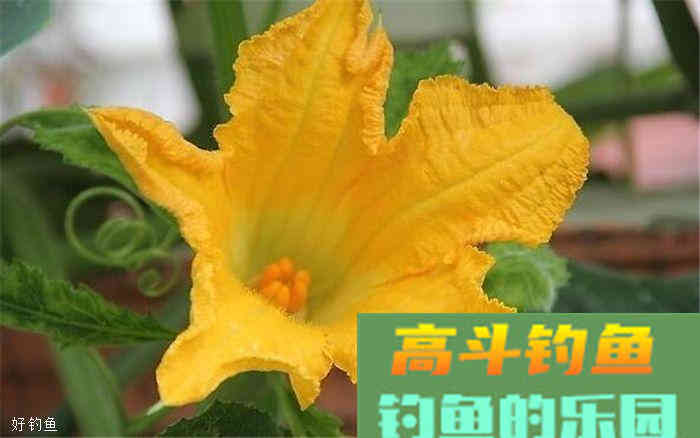 蔬菜，瓜果都可以用来做鱼饵，你造吗？