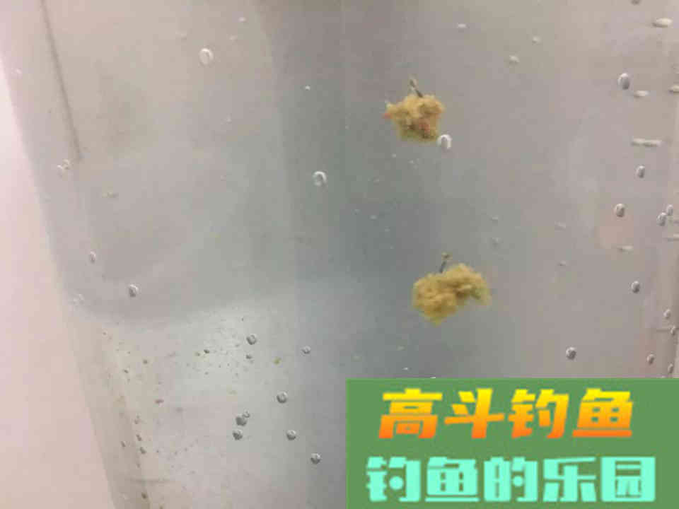螺鲤如何开拉饵？方法和比例，小鸡饲料也能这么用