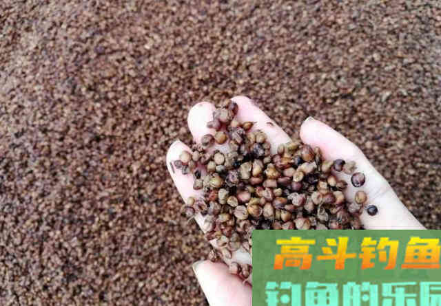 酒糟打窝的用法与用量是多少？全方位解答