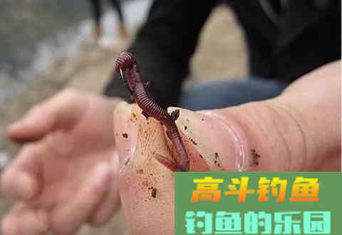夏季钓鱼用饵的几个理论知识