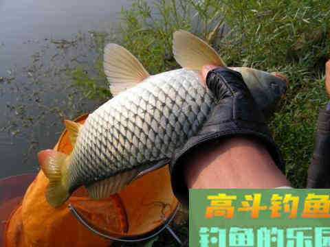 钓鱼小药应如何合理使用才能保证鱼获