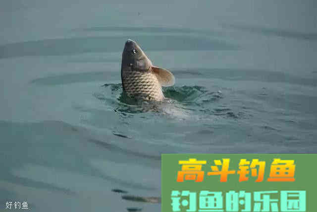 秋钓鲫鱼鲤鱼草鱼，三大家鱼的用饵技巧