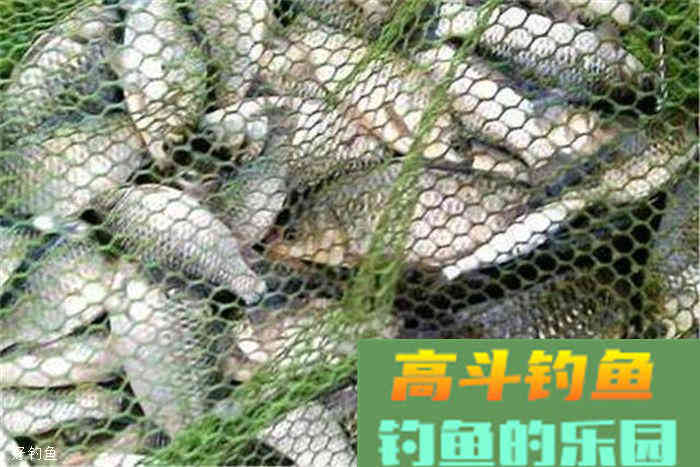 秋钓鲫鱼的用饵技巧和钓具选择方法
