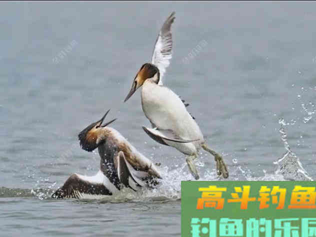 怎么去认识饵？开好饵？有感！