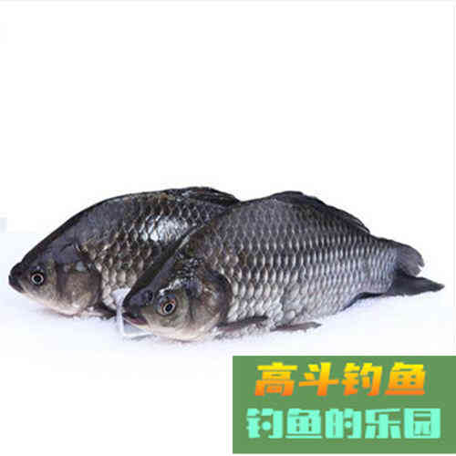 入秋饵料味型调整方法