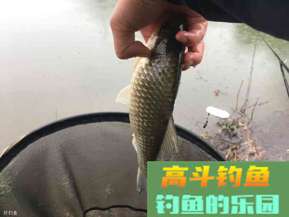 打窝后不上鱼的原因！不讲究方法再多的窝料都是喂鱼