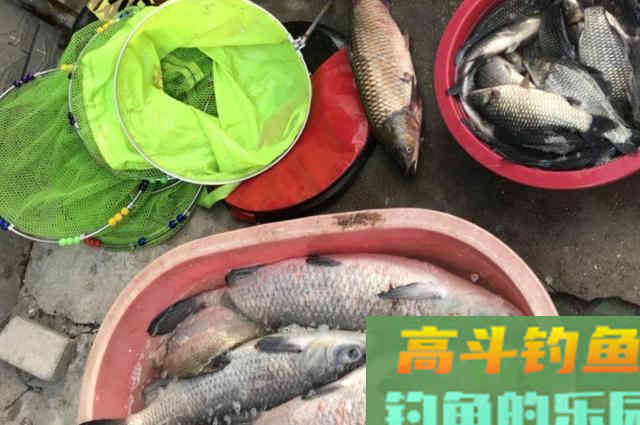 饵料加拉丝粉还是粘粉效果好