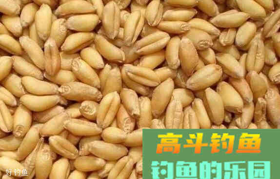 夏季钓鲤鱼用什么饵更快上鱼