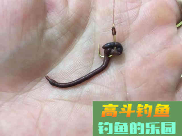 野钓用饵：蚯蚓和商品饵哪个效果更好？其实各有千秋