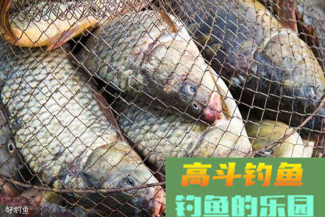 饵料技巧顺口溜，简单又易懂